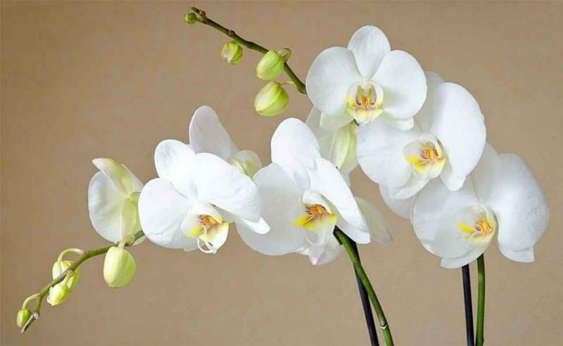comment prendre soin des orchidées