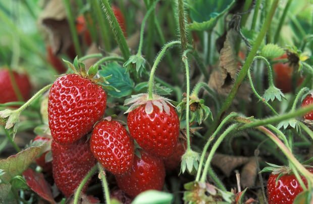 Est-ce que manger des fraises perd du poids?