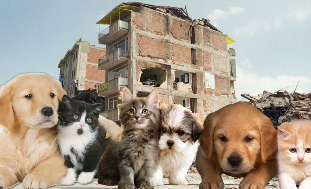 Que doivent faire ceux qui ont des animaux domestiques avant et après le séisme? Ceux qui ont un animal de compagnie au moment du tremblement de terre