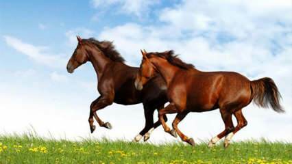 Que signifie voir un cheval dans un rêve? La signification de monter à cheval dans un rêve selon Diyanet