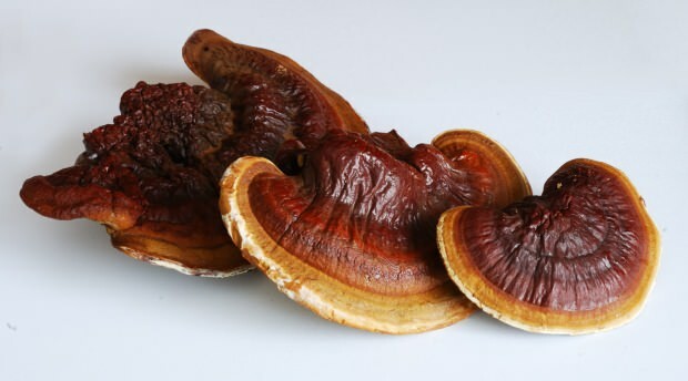 Quels sont les avantages du champignon reishi? Comment consommer le champignon reishi?