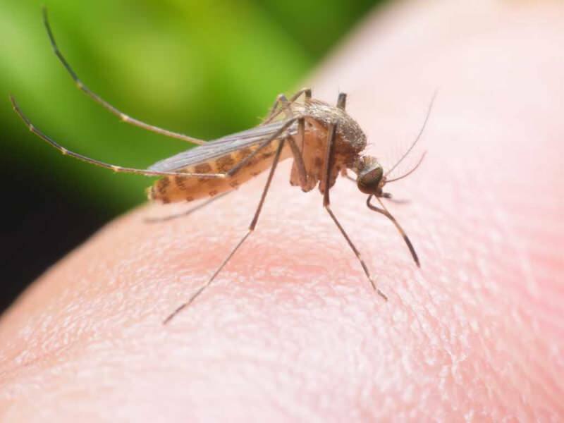 Comment fabriquer un anti-moustique naturel à la maison? Recettes naturelles anti-mouches