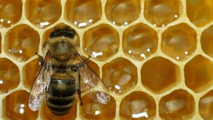 Où le venin d'abeille est-il utilisé? Quels sont les avantages du venin d'abeille? Pour quelles maladies le venin d'abeille est-il bon?