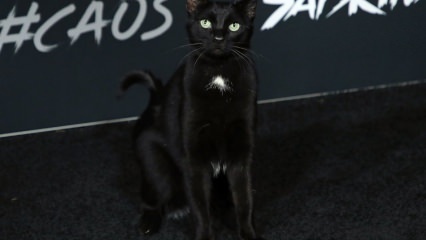 Un chat noir à la première d'Hollywood ...