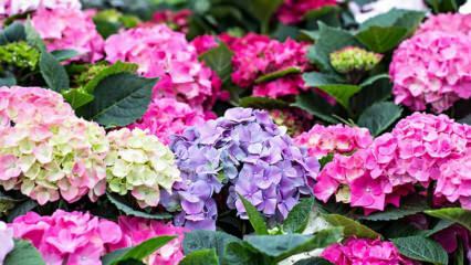 Comment prendre soin de la fleur d'hortensia? Quelles sont les techniques de coloration?
