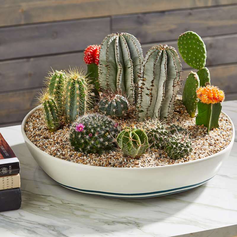 Comment le sol de cactus devrait-il être