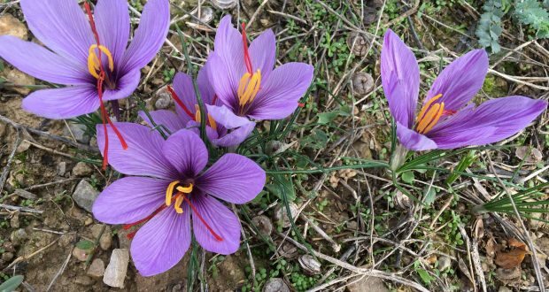 QUELS SONT LES AVANTAGES DE LA FLEUR SAFRAN