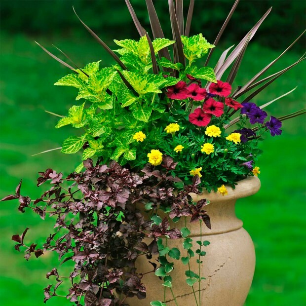 L'arrosage avec de l'eau minérale est-il utile? Techniques d'irrigation des fleurs ...