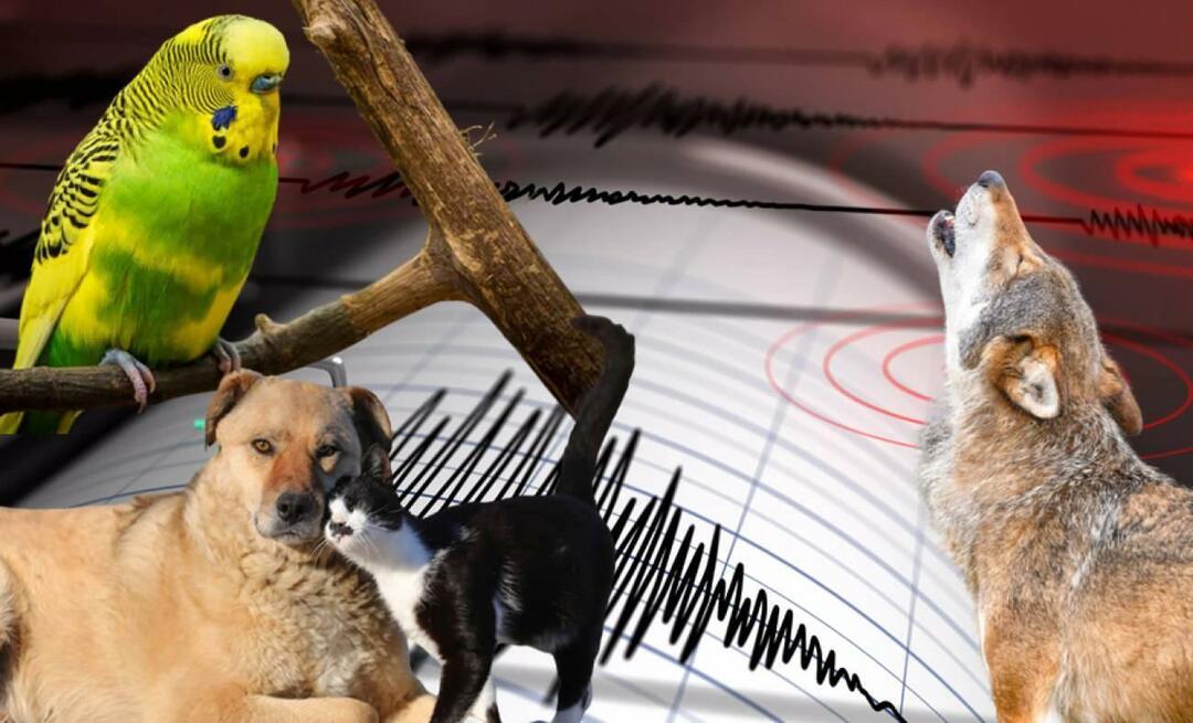 Les animaux sentent-ils les tremblements de terre à l'avance? Tremblement de terre et comportement animal anormal...