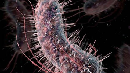 Comment les bactéries mangeuses de viande se transmettent-elles? Quels sont les symptômes des bactéries mangeuses de viande et ont-elles un traitement?