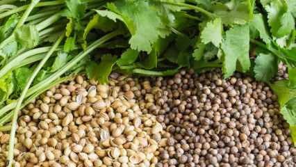 Quels sont les avantages de la graine de coriandre? Comment utiliser la coriandre? Que fait l'huile de coriandre?