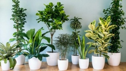 8 plantes faciles à entretenir
