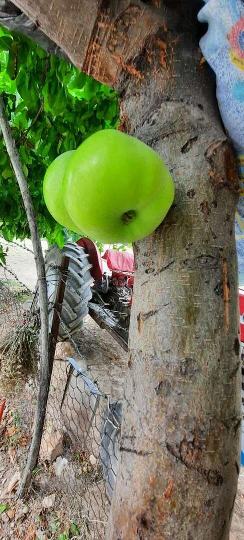 L'arbre qui pousse des fruits sur son corps a surpris tout le monde!