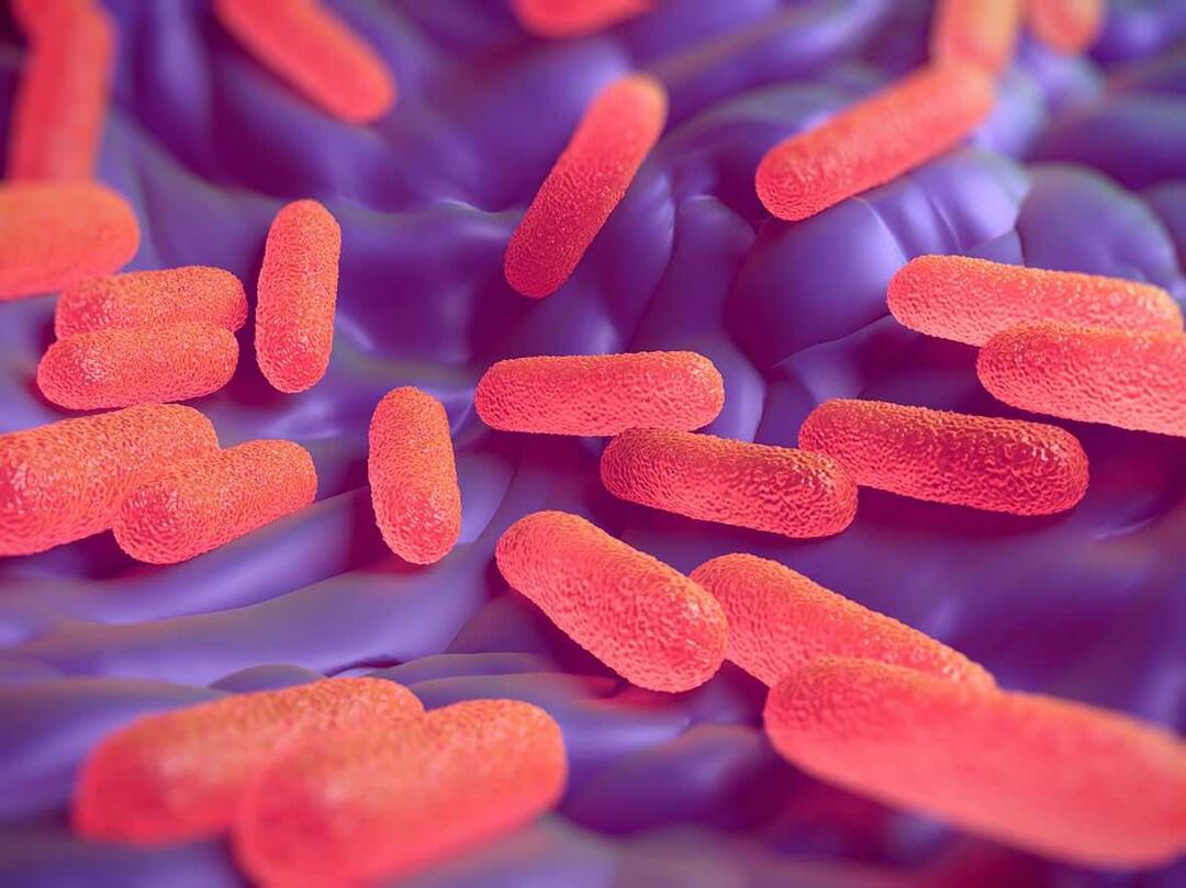 Qu'est-ce que la bactérie Salmonella? Quels sont les symptômes de Salmonella ?