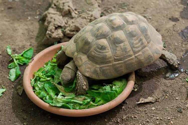 Que mange la tortue et comment se nourrit-elle? Quels sont les aliments que la tortue aime?