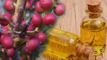 Quels sont les bienfaits du fruit Çitlembik (Menengiç)? Que fait l'huile de citlemob?
