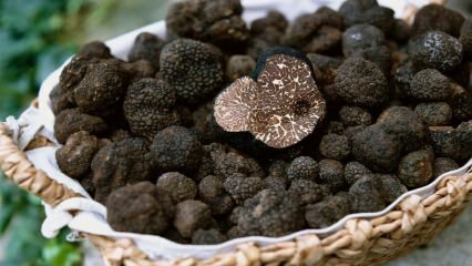 Quels sont les bienfaits des truffes? Pour quelles maladies le champignon aux truffes est-il bon?