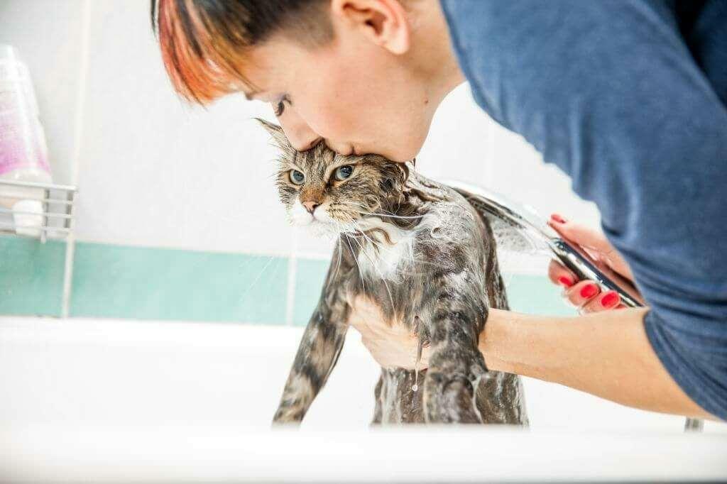 Méthodes de lavage des chats