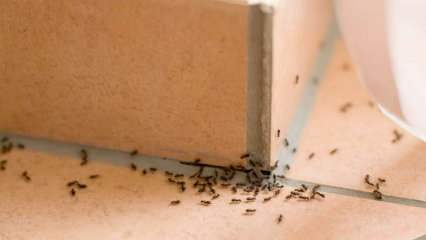 Méthode efficace pour éliminer les fourmis à la maison! Comment détruire les fourmis sans les tuer? 