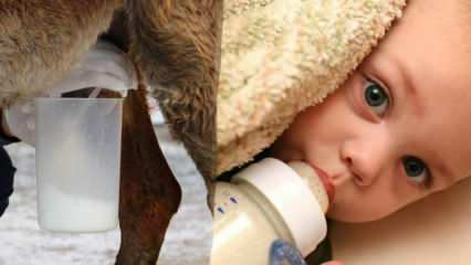 Quel lait est le plus proche du lait maternel? Que donne-t-on au bébé en cas de carence en lait maternel?