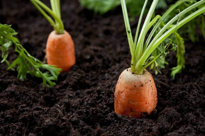 Comment faire pousser des carottes dans des pots à la maison? Méthodes de culture de la carotte en pot
