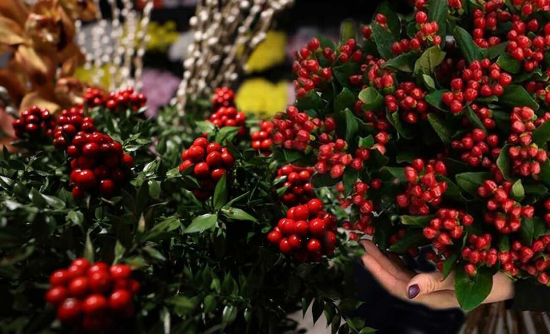 Qu'est-ce que le coca? Où acheter de la fleur de cochine? Où acheter la plus belle fleur de cochina ?