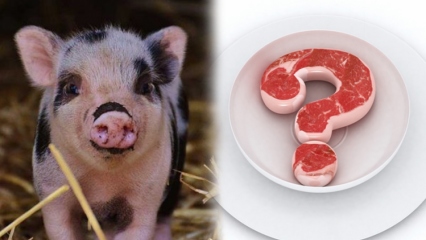 Le porc est-il interdit, pourquoi le porc est-il interdit? Attention aux marques de porc!