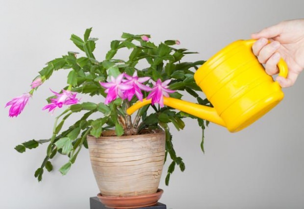  Que faut-il faire pour les fleurs qui reçoivent trop d'eau? 