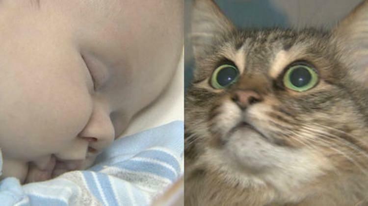 Le chat errant a sauvé la vie du bébé!
