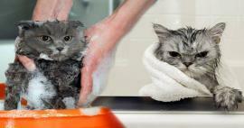 Les chats se lavent-ils? Comment laver les chats? Est-ce dangereux de baigner les chats ?