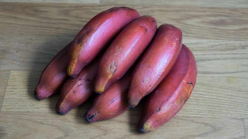 les bananes rouges deviennent violettes à mesure qu'elles mûrissent