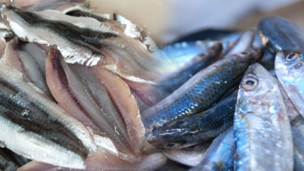 Comment extraire l'anchois le plus facilement? Conseils pour nettoyer l'anchois