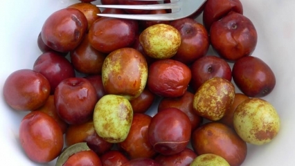 Quels sont les bienfaits du fruit de jujube? Pour quelles maladies le jujube est-il?