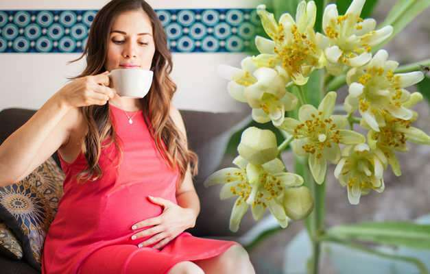 Suggestion de tisane pendant la grossesse de Saraçoğl! Est-il dangereux pour les femmes enceintes de boire de la tisane?
