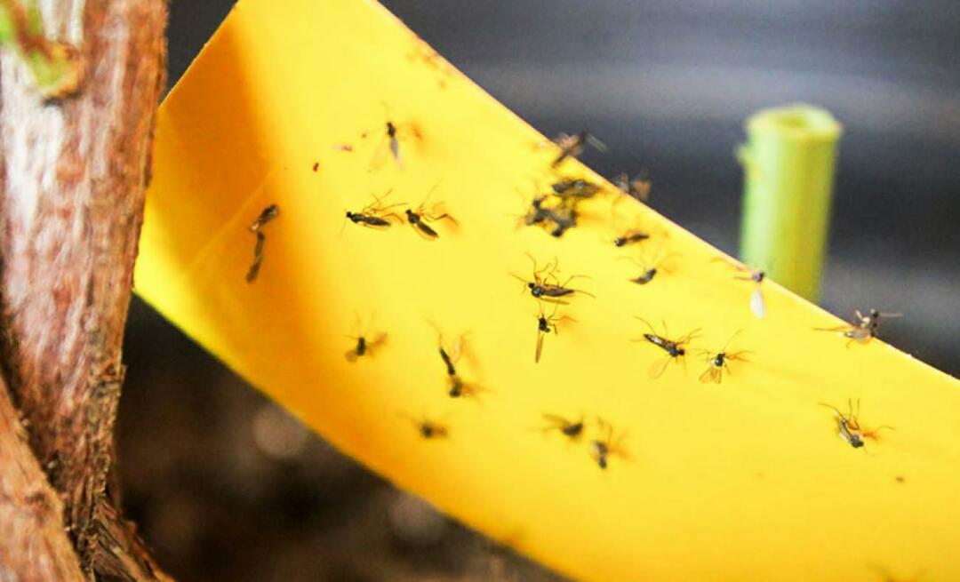 La solution définitive contre les insectes à la maison! Comment empêcher les petites mouches de voler à la maison ?