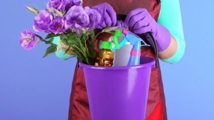 Quels sont les secrets du nettoyage de la maison jeudi? Nettoyage de la maison dans les lampes à huile