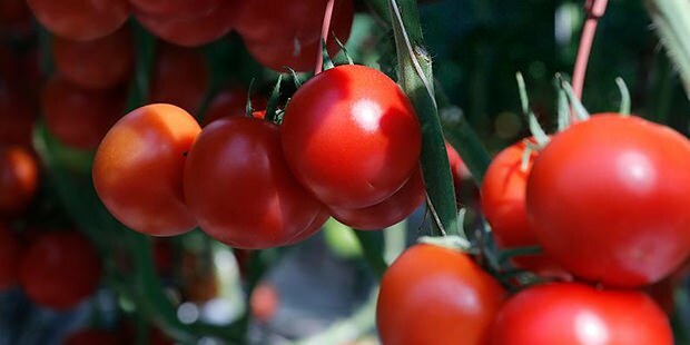 La tomate est-elle bénéfique pour la peau?