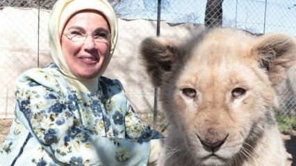 La Première Dame Erdoğan a pris une photo avec des bébés lions