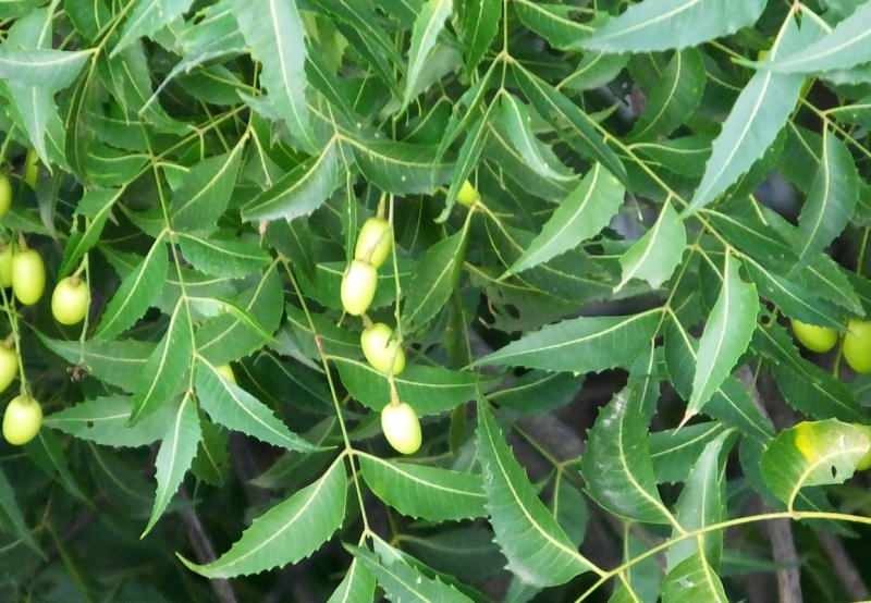 l'arbre de neem élimine les toxines du corps