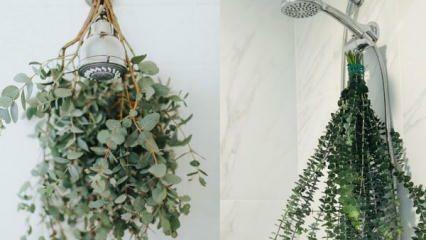 Comment accrocher de l'eucalyptus sous la douche? Façons d’utiliser l’eucalyptus dans la décoration de la salle de bain !