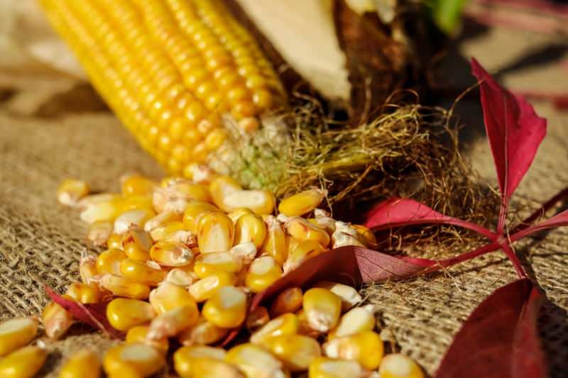 Comment le maïs est-il stocké? Comment préparer le maïs d'hiver