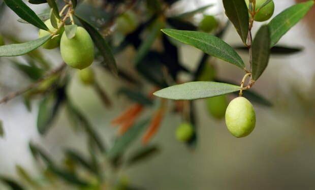 Feuilles d'olivier