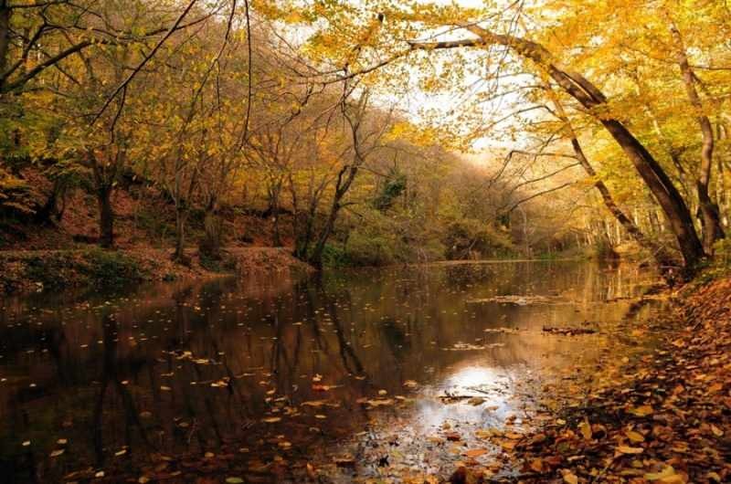 Randonnée d'automne dans la forêt de Belgrade
