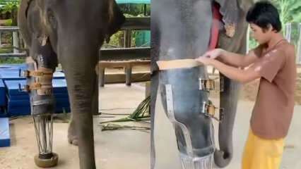 Les jeunes médias sociaux ont secoué votre jambe prothétique pour les éléphants! 