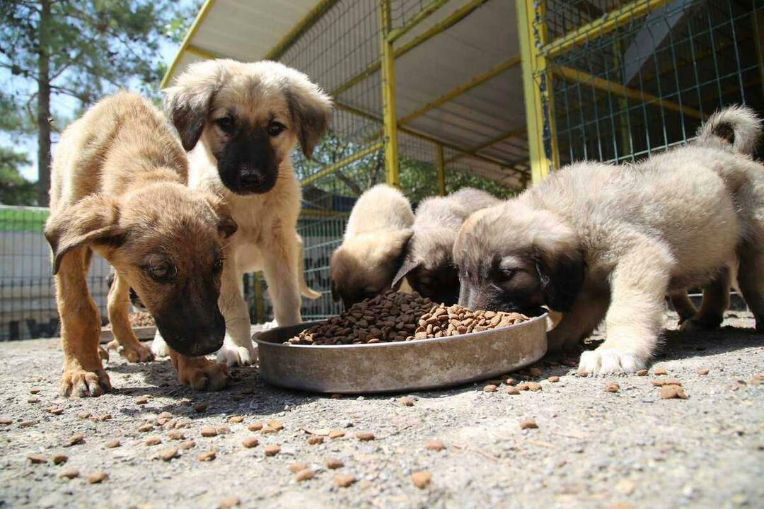 Nourrir les animaux errants remplace-t-il la charité ?