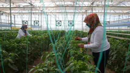 Production nationale et nationale de semences de TIGEM avec le pouvoir des femmes