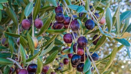 Quels sont les bienfaits de l'olive? Comment la feuille d'olivier est-elle consommée? Si vous avalez des graines d'olive ...