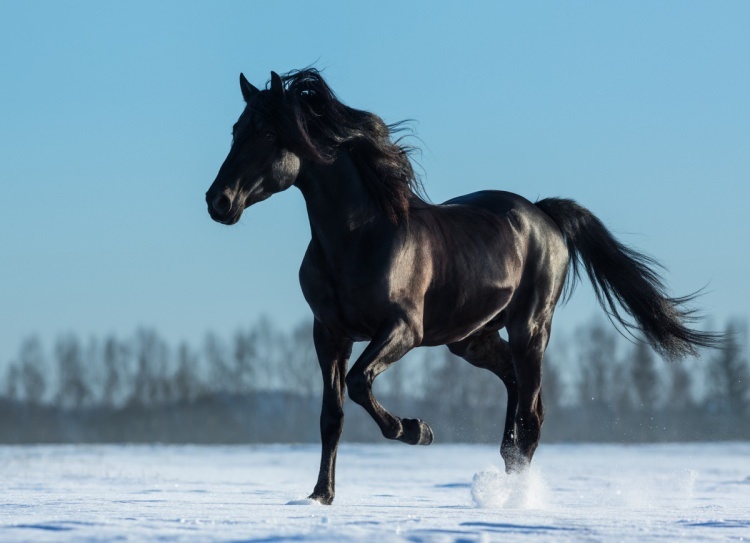 Comment dire un cheval dans un rêve? Quel est le sens de voir un cheval en rêve?