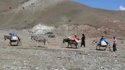 Le parcours `` lait '' stimulant des femmes nomades sur des ânes!