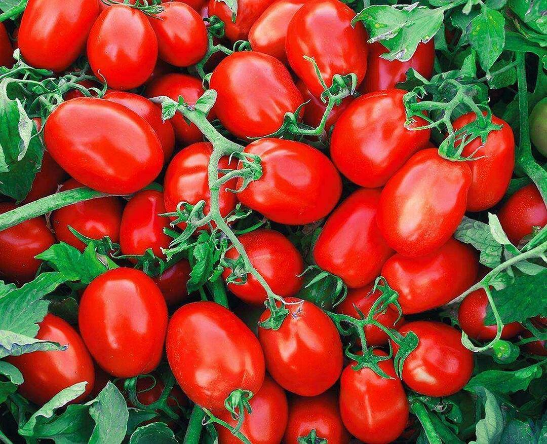 Comment choisir des tomates en conserve
